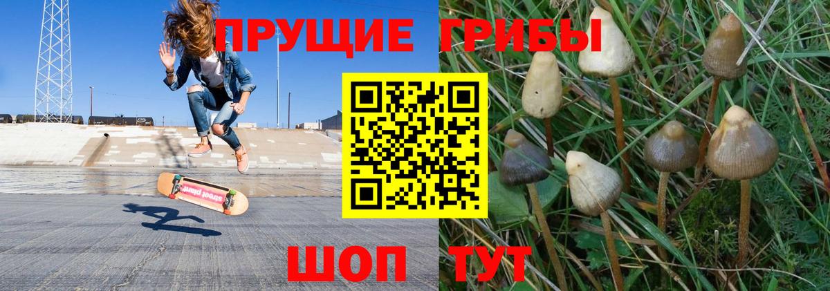 Ивантеевка  что такое   Вход с VPN  Псилоцибиновые грибы Psilocybine cubensis 